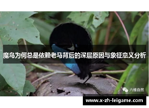 魔鸟为何总是依赖老马背后的深层原因与象征意义分析